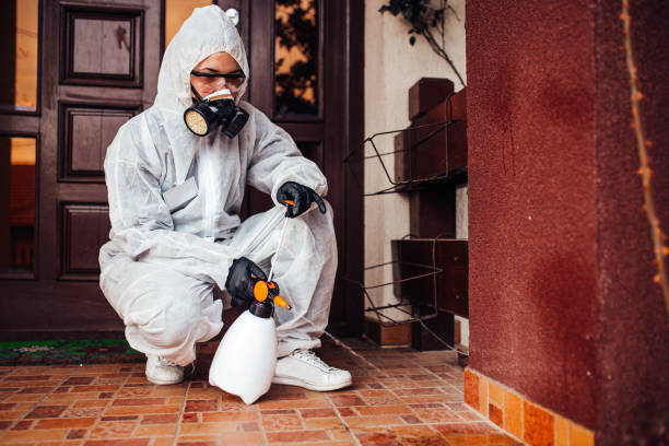 Attic and Crawl Space Rodent Treatment in Irwindale