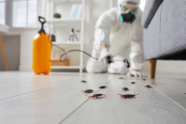 Commercial Rodent Management in Irwindale
